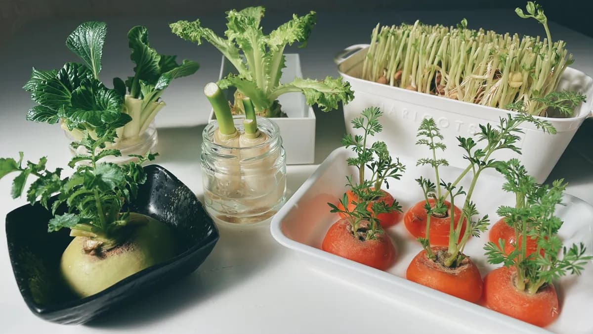 小松菜やレタス、ねぎ、豆苗、にんじんのヘタを水で再生させた水耕栽培の容器