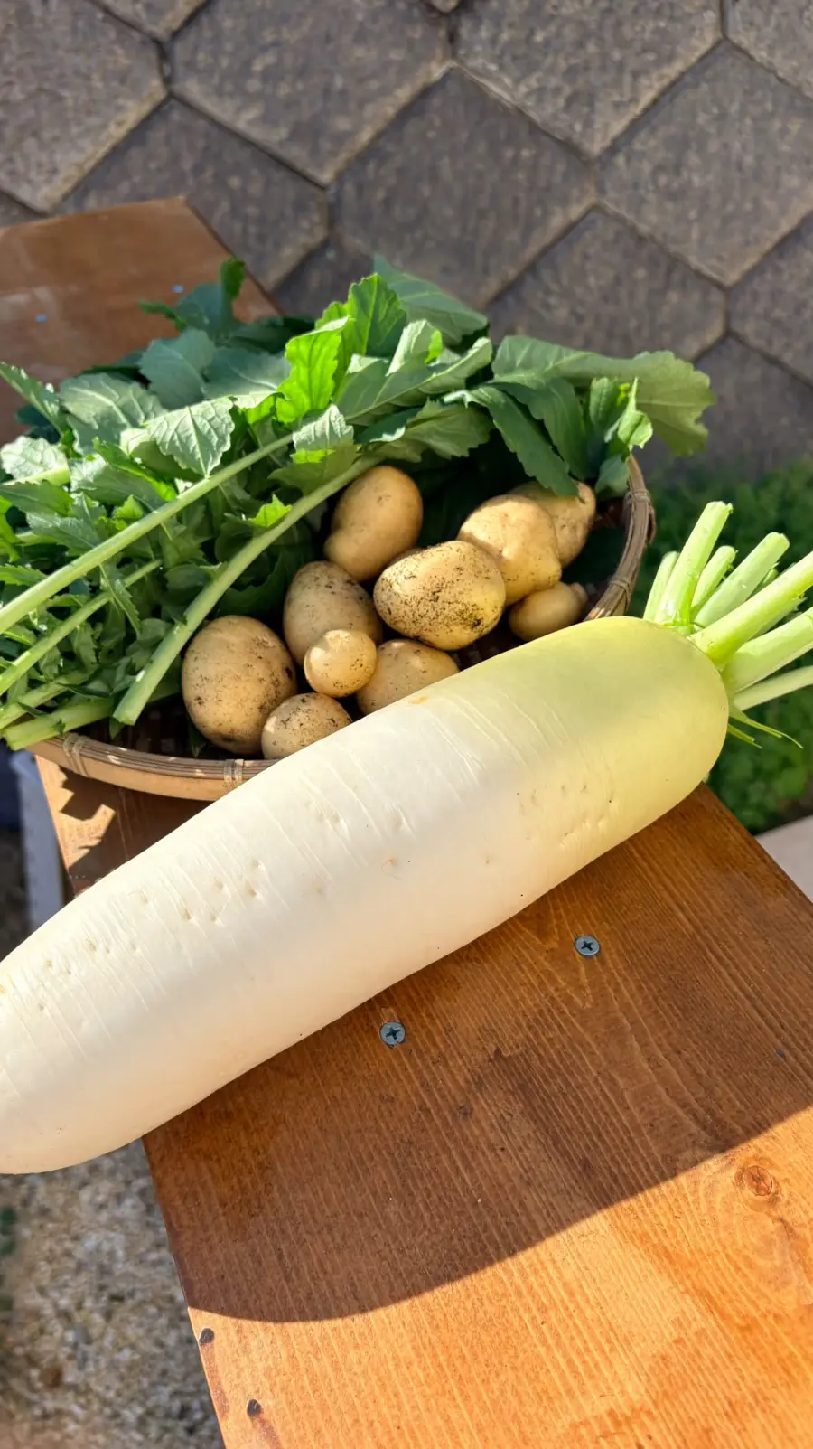 収穫した大根と、じゃがいもや葉物を盛ったざる