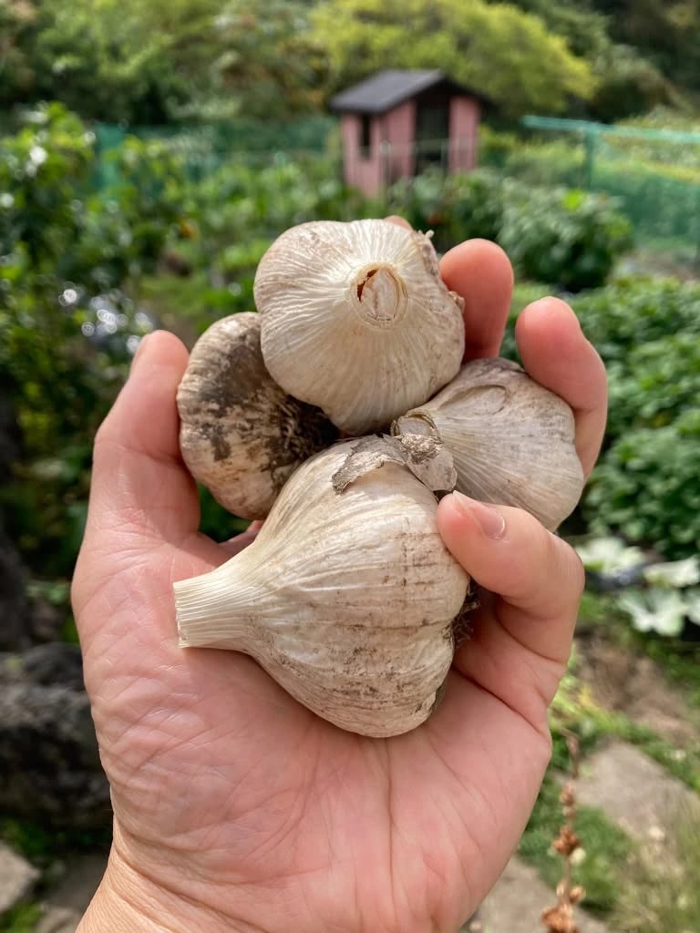 畑と小屋を背に、土のついた収穫したてのニンニクを片手いっぱいに持っている