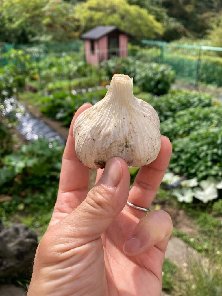畑を背に、収穫したニンニクをひと玉つまんで見せている