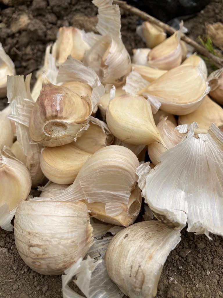 土の上に、ばらしたニンニクの片が皮ごと積み重なっている