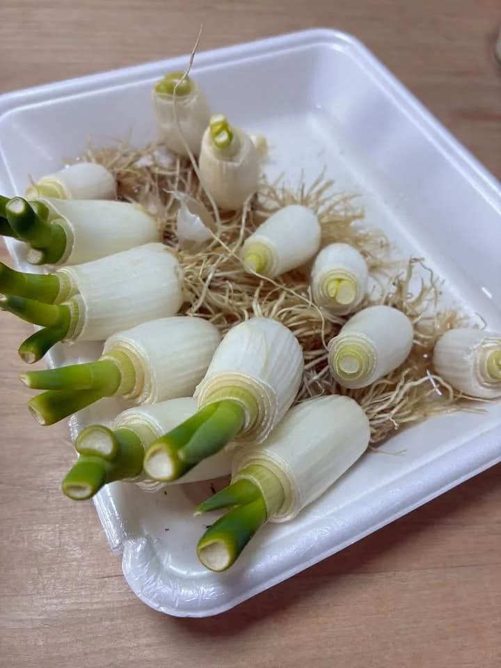 白いトレイに並べた、水耕で芽出しした再生ネギの根元