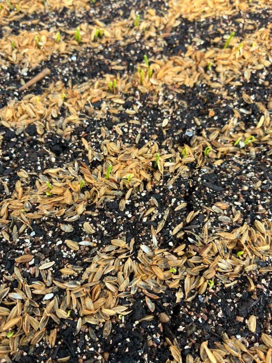 もみ殻の間から芽を出したばかりの玉ねぎ