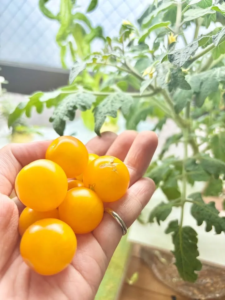 手のひらに乗せた、収穫したばかりの黄色いミニトマト