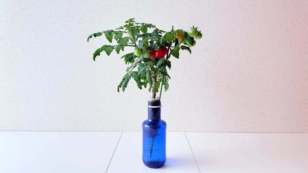 ガラス瓶の水耕栽培で赤い実をつけたミニトマト