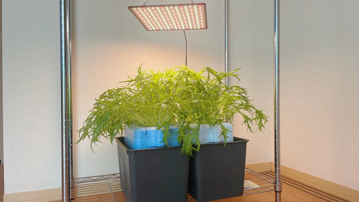 植物育成ライトの下で水耕栽培している葉物野菜