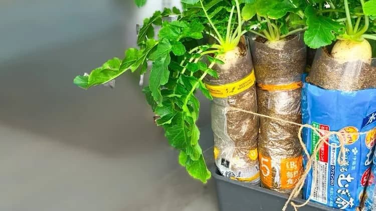 食パンの袋で水耕栽培している大根。白い実が顔を出している