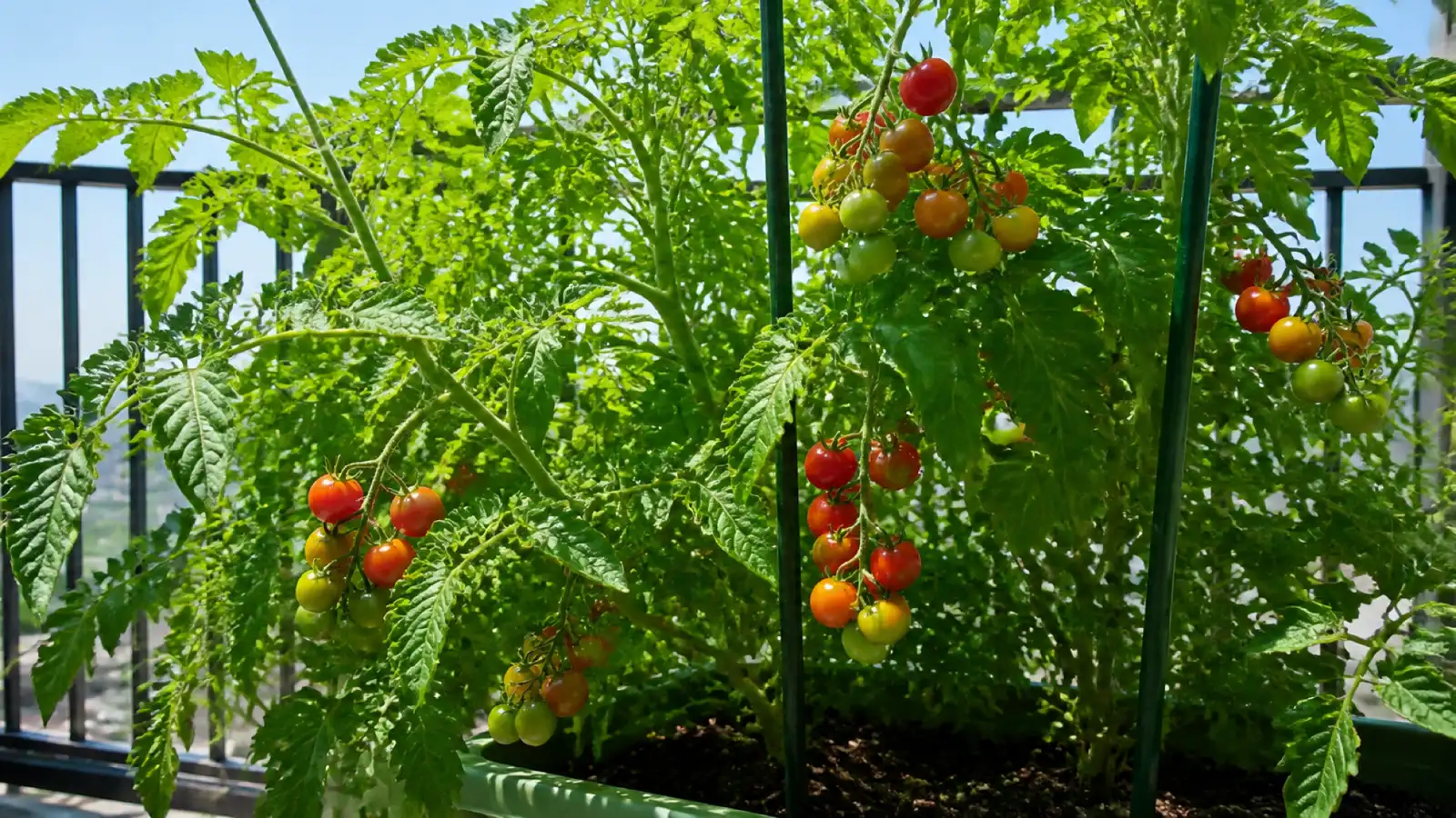 夏の日差しを受けるプランター栽培のミニトマトと茂った葉