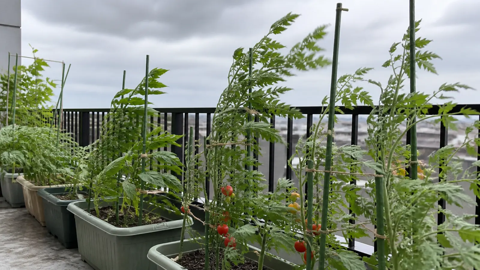 強い風で揺れるベランダのプランターと支柱に固定された野菜
