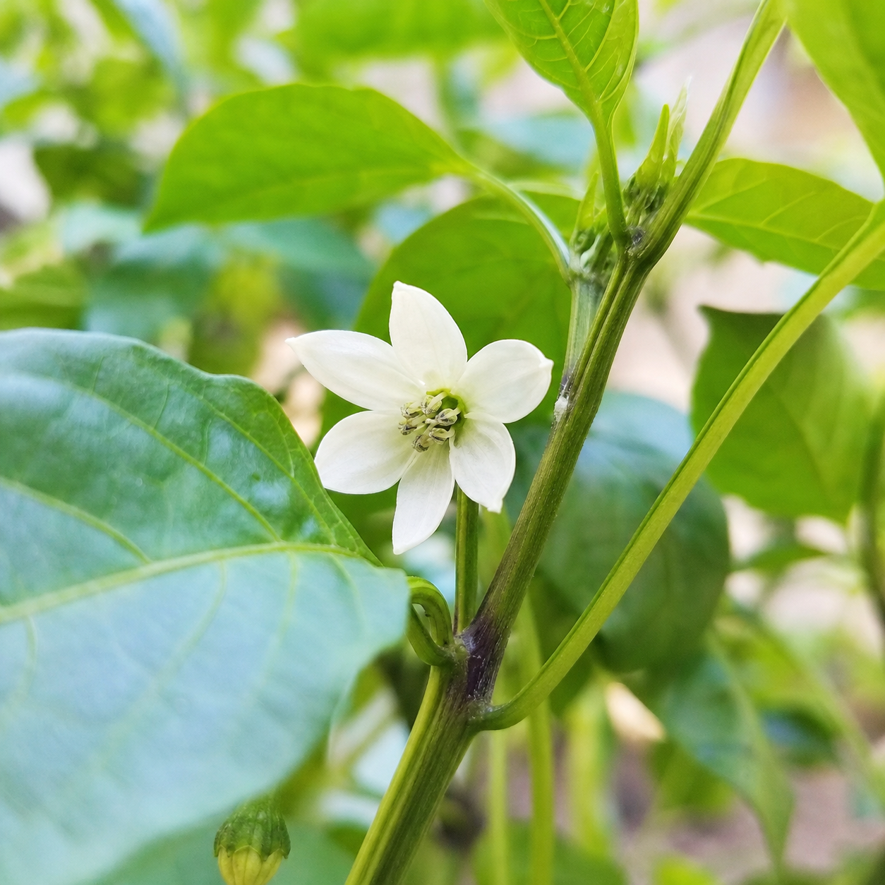 ピーマンの一番花は摘む?
